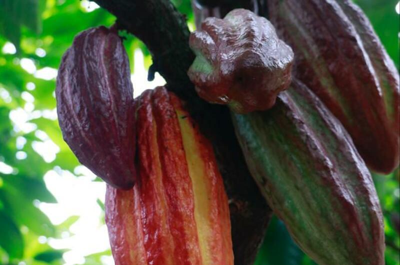 Meta, entre los 50 mejores cacaos del mundo