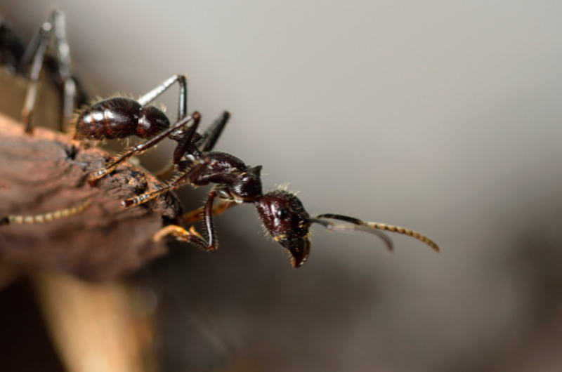 Hormigas, entre el bien y el mal