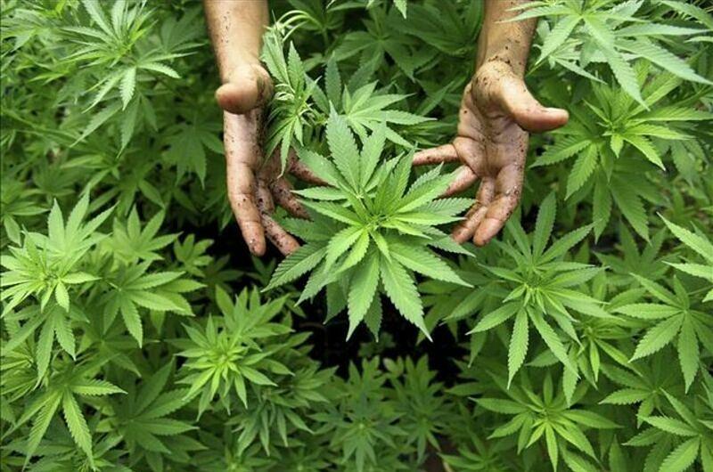 Gobierno Nacional reglamentó uso industrial del cannabis  