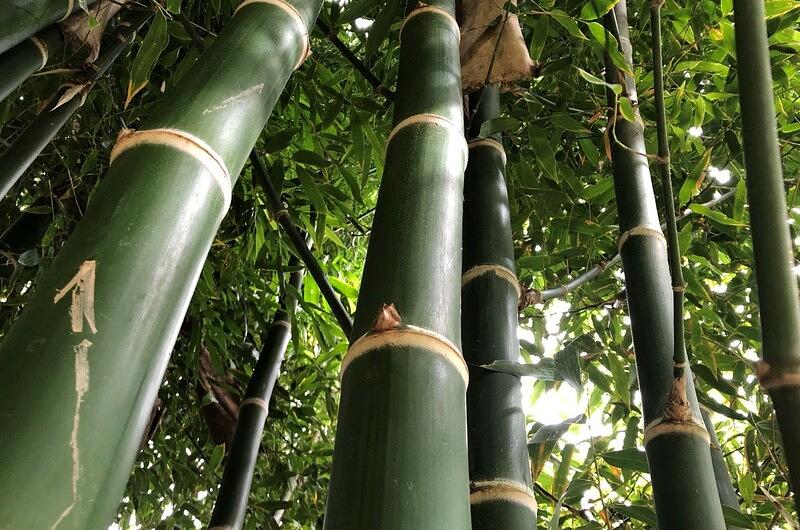 ¿Bambú y guadua, el futuro de la agroindustria en el Meta?