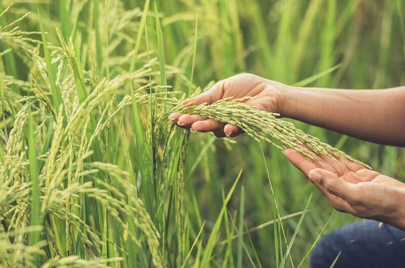 "No habrá déficit de arroz en 2022": Fedearroz