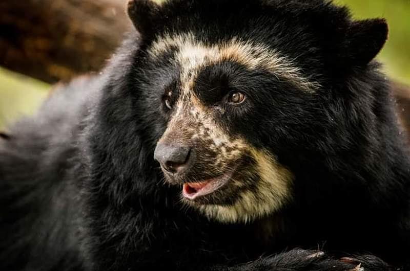 21 de febrero día mundial para la protección de los osos