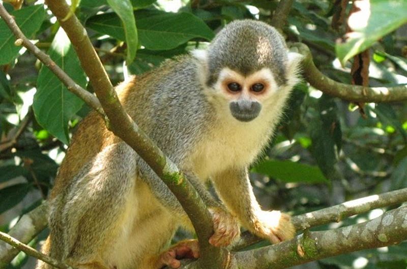 Autoridades ambientales piden que no se alimente a los monos Tití