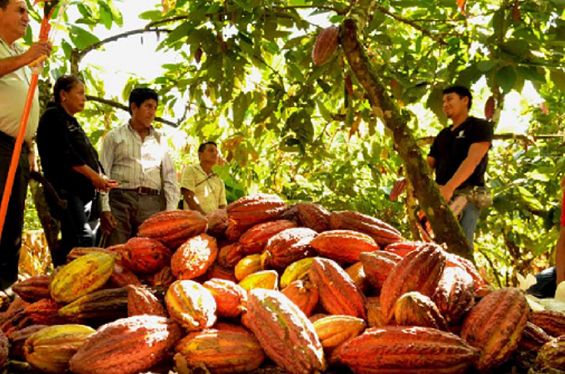 Nuevo proyecto de producción de Cacao y plátano en Villavicencio 