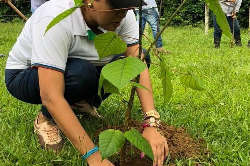 Miles de Palmas de moriche se plantarán en Puerto Gaitán