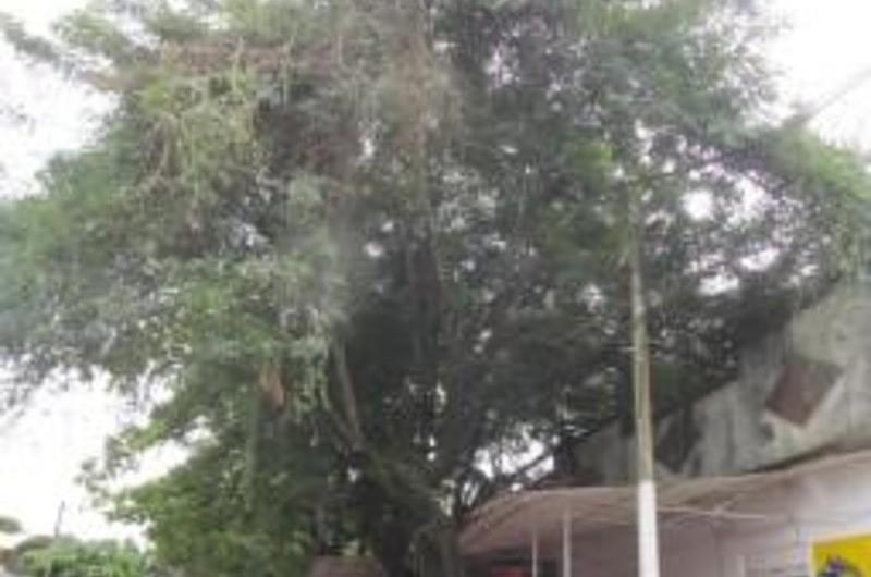Árbol en riesgo en el municipio de Puerto López 