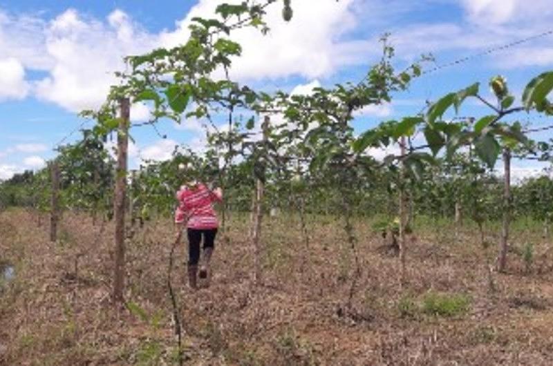 En un mes saldrá la primera cosecha de Maracuyá producida en Villavicencio