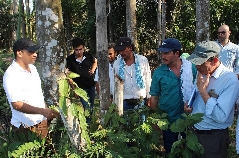 Avanza proyecto de reforestación en San Juan de Arama 