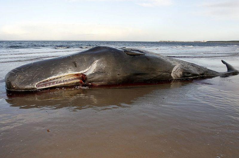 El Cachalote que murió después de tragar 29 kilos de plástico