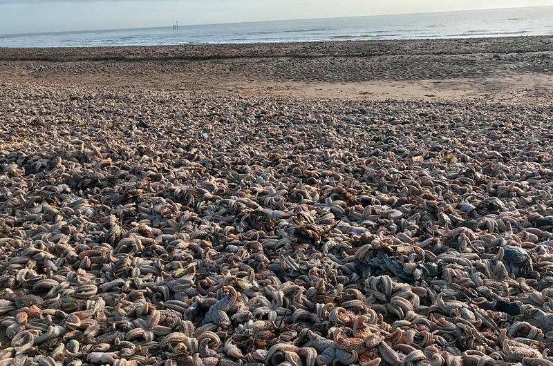 Miles de estrellas de mar aparecieron muertas en Reino Unido