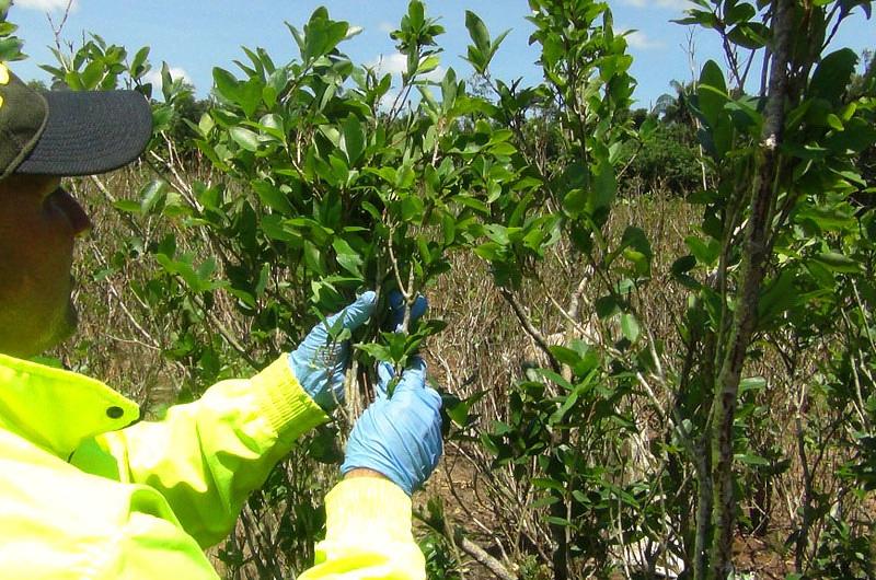 Policía erradicó 20 mil plantas de hoja de coca en Puerto Lleras, Meta
