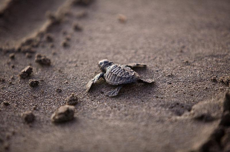 Se incrementa el nacimiento de tortugas hembra por altas temperaturas