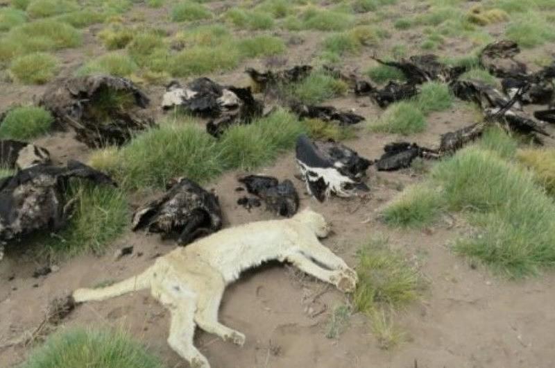 En Argentina encuentran 34 cóndores muertos y un puma