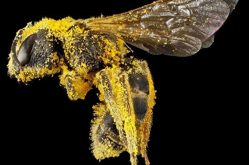 ¡Si desaparecen las abejas, desaparece la humanidad!