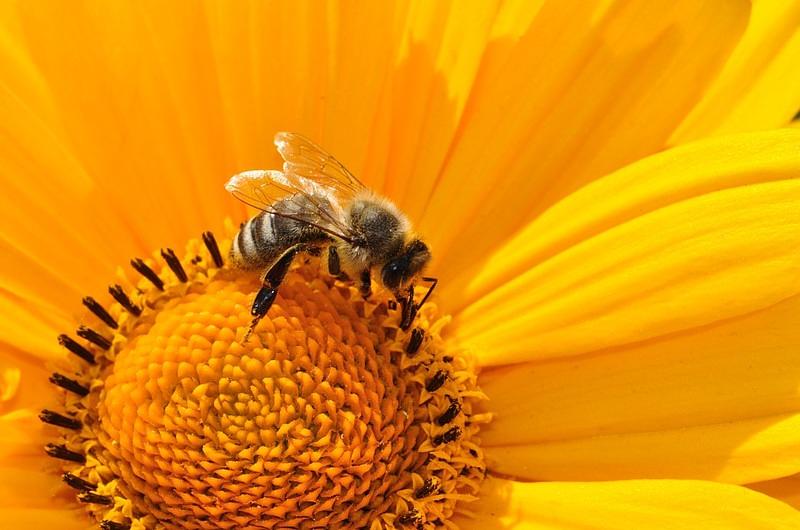 ¡Alarma ambiental! Desaparecen las abejas en el Meta