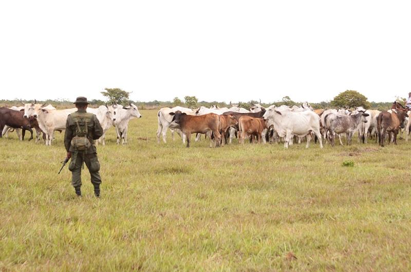 Avanzan operativos contra el hurto de ganado en el Meta