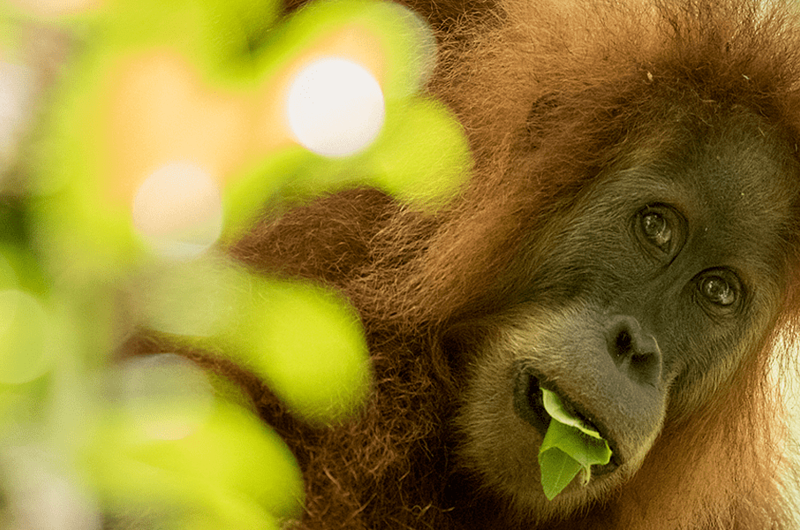 Se encontró nueva especie de orangután, pero está en peligro de extinción