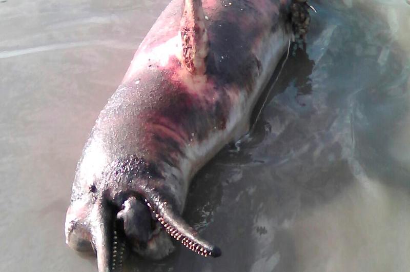 Cormacarena rechaza la muerte de toninas en inmediaciones de Puerto Gaitán
