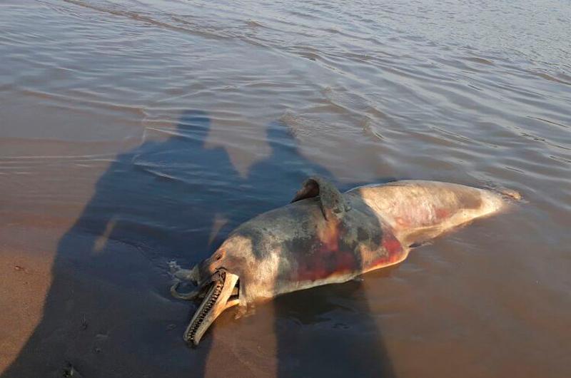 Hallan muertos dos delfines rosados o toninas en Puerto Gaitán