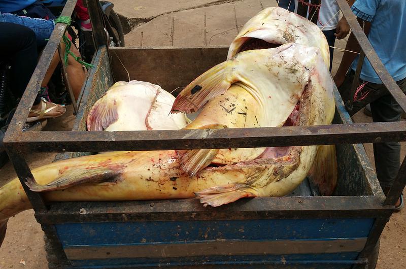 Decomisan en Villavicencio 1 tonelada de carne no apta para consumo humano