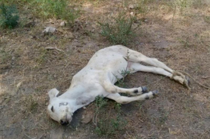 Los 5 departamentos en los que más animales han muerto por el verano