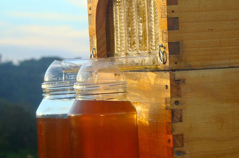 Inventan nueva forma de extraer la miel 