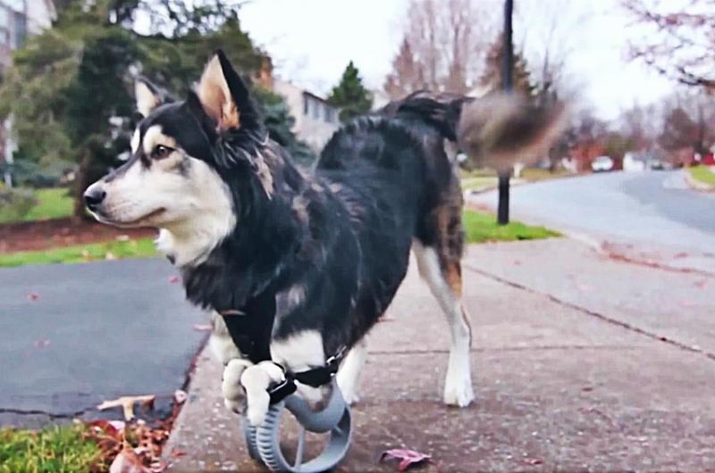 Perro aprendió a correr con prótesis 3D